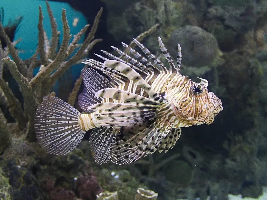 Apnea-academy-israel-00004