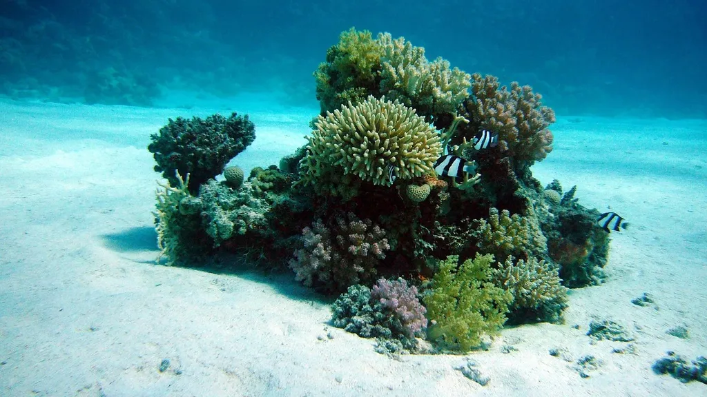 Apnea-academy-israel-00058
