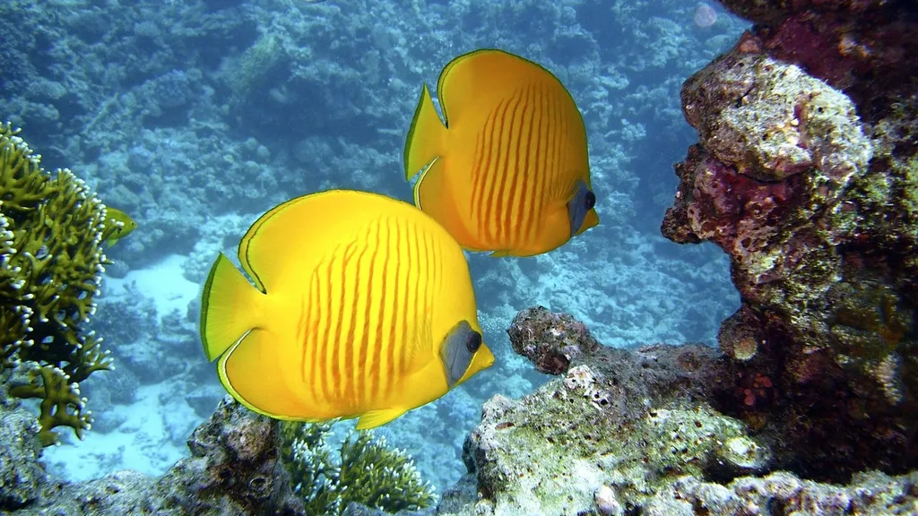 Apnea-academy-israel-00029