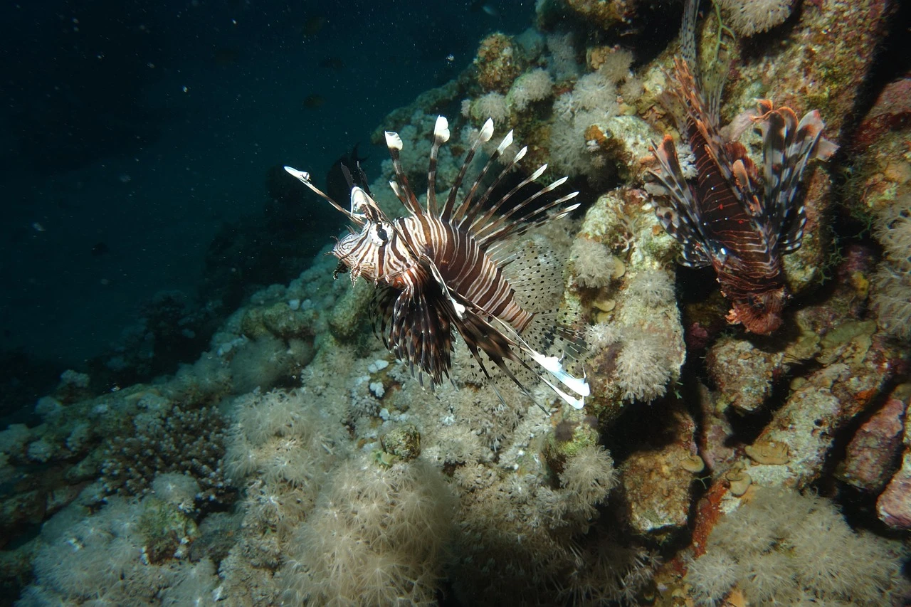 Free-diving-in-the-red-sea-2