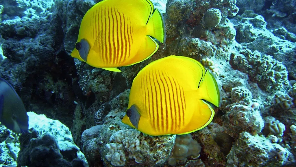 Apnea-academy-israel-00045