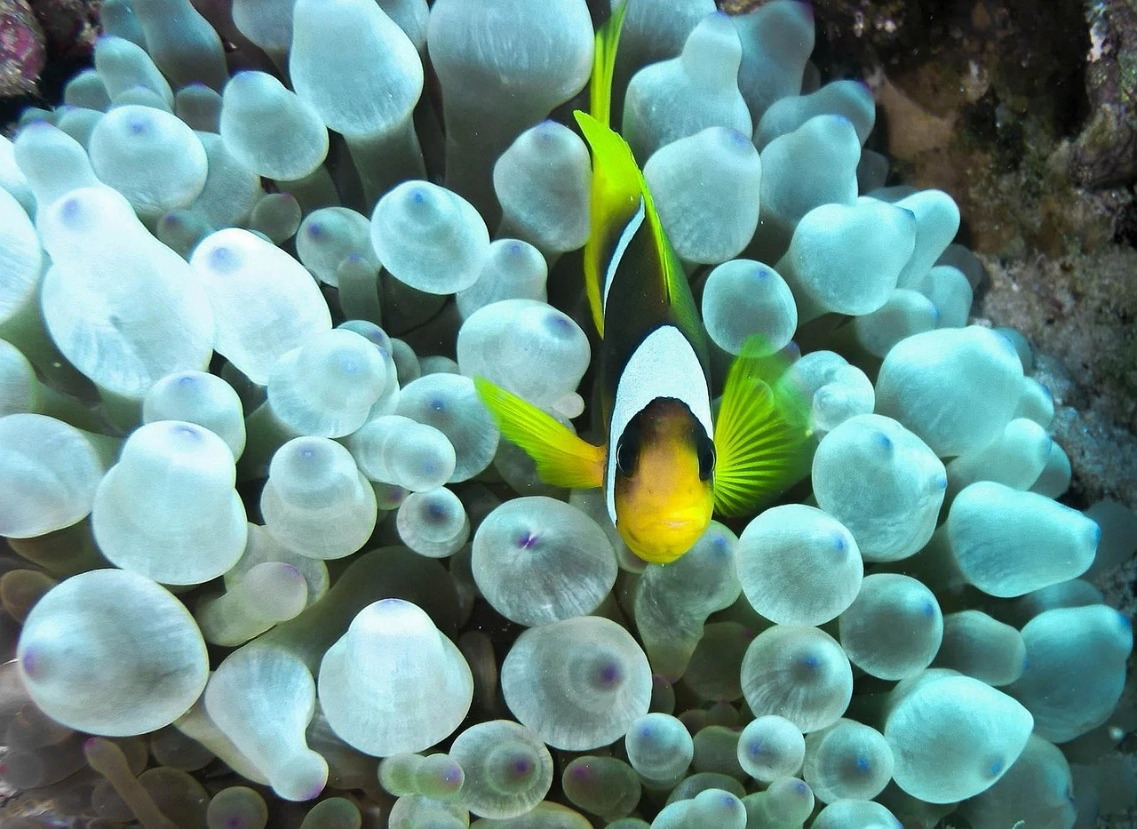 apnea-academy-israel-free-diving-eilat